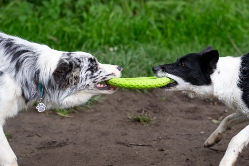 Kutyafrizbi Maxi Pink , Kiwi Walker