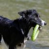 Karika úszó Mini Narancs , Kiwi Walker
