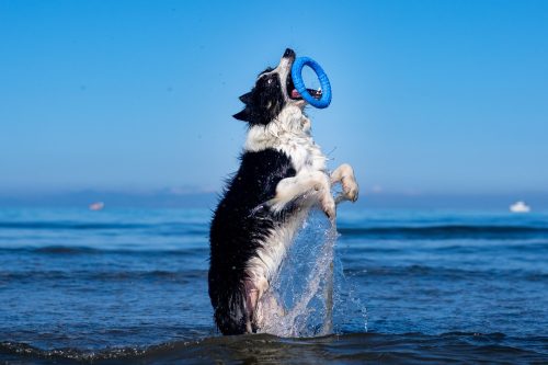 Karika úszó Mini Pink , Kiwi Walker