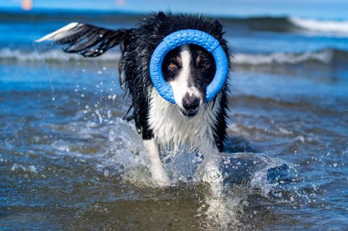 Karika úszó Maxi Narancs , Kiwi Walker