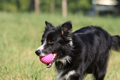 Labda Pink MINI , Kiwi Walker