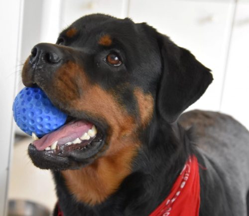 Labda Pink , Kiwi Walker