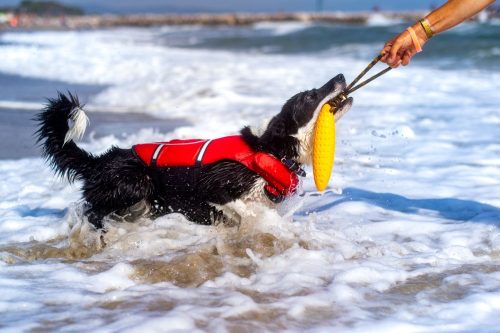 Köteles kutyajáték Zeppelin Mini Kék , Kiwi Walker