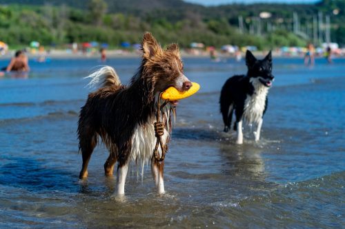 Köteles kutyajáték Zeppelin Mini Narancs , Kiwi Walker