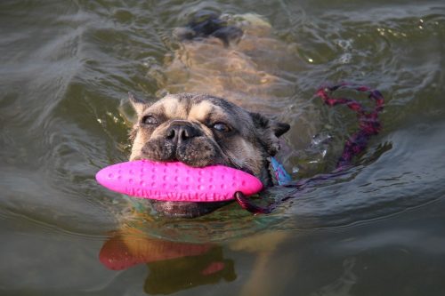 Köteles kutyajáték Zeppelin Mini Narancs , Kiwi Walker