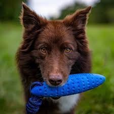 Köteles kutyajáték Zeppelin Mini Narancs , Kiwi Walker