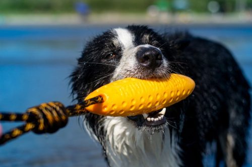 Köteles kutyajáték Zeppelin Mini Zöld , Kiwi Walker