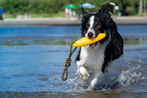 Köteles kutyajáték Zeppelin Maxi Pink , Kiwi Walker