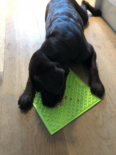 LICKIMAT® CLASSIC BUDDY™ LARGE  - NARANCS