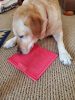 LICKIMAT® CLASSIC SOOTHER™_ LILA