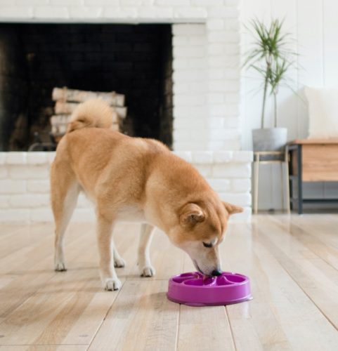 Evéslassító tál Fun Feeder Lila M , Outward Hound