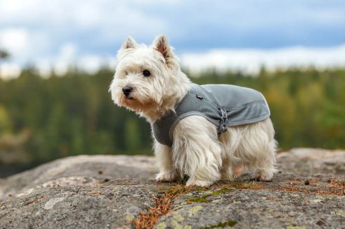 Hűtőmellény kutyáknak , Rukka Pets
