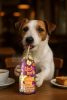 SmoothieDog Gyümölcsös smoothie kutyáknak , 250ml , Smoothiedog