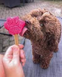 Kutyafagyi ÁFONYÁS , Smoofl