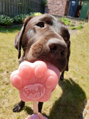 Kutyafagyi ALMÁS , Smoofl