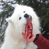 SmoothieDog - Marhahúsos , 250ml