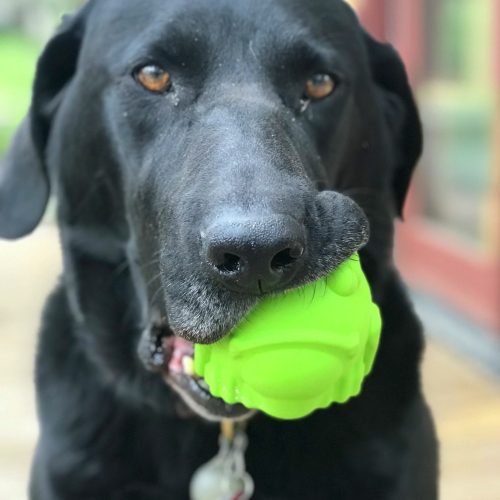 BÉKA - Jutalomfalattal tölthető, méreganyagmentes játék kutyáknak , SodaPup®