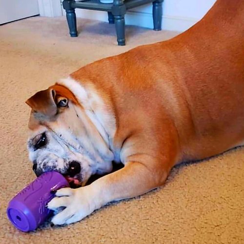 CAN TOY , XL - Jutalomfalattal tölthető, méreganyagmentes játék kutyáknak , SodaPup®