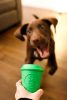 COFFEE CUP - Jutalomfalattal tölthető, méreganyagmentes játék kutyáknak , SodaPup®
