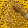 Honey MINI - eMat , SodaPup®