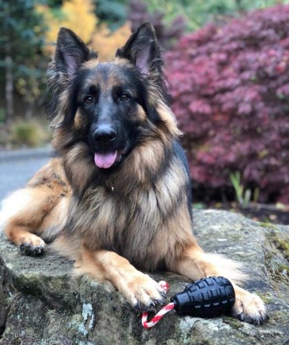 GRÁNÁT , XL - Jutalomfalattal tölthető, méreganyagmentes játék kutyáknak , SodaPup®