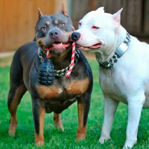 GRÁNÁT , XL - Jutalomfalattal tölthető, méreganyagmentes játék kutyáknak , SodaPup®