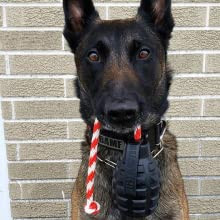 GRÁNÁT , XL - Jutalomfalattal tölthető, méreganyagmentes játék kutyáknak , SodaPup®