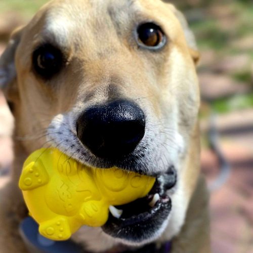 HONEYBEAR - Jutalomfalattal tölthető, méreganyagmentes játék kutyáknak , SodaPup®