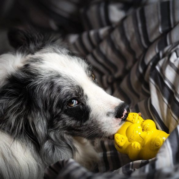 HONEYBEAR - Jutalomfalattal tölthető, méreganyagmentes játék kutyáknak , SodaPup®