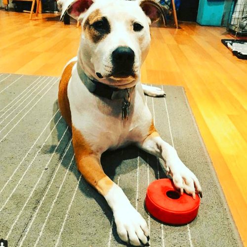 KERÉK - Jutalomfalattal tölthető, méreganyagmentes játék kutyáknak , SodaPup®