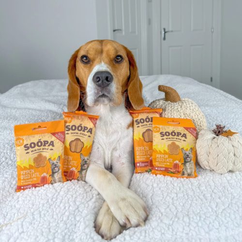 Fogtisztító sticks - Pumpkin Spice Latte , Soopa