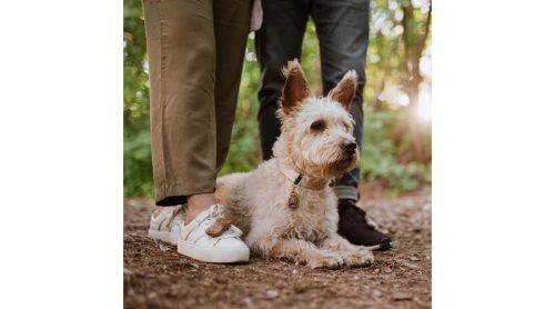 Vegyszermentes ultrahangos kullancs és bolha riasztó kutyáknak , BARNA , Tickless ECO-Pet