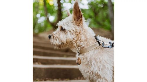 Vegyszermentes ultrahangos kullancs és bolha riasztó kutyáknak , BARNA , Tickless ECO-Pet