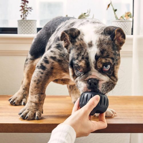 Pupsicle SZETT - extra erős tölthető interaktív játék jutalomfalat készítő formával , S , fekete , Woof