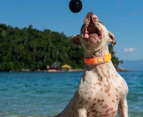 Cannon labda , Zee.Dog