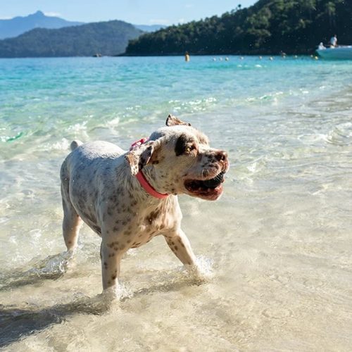 Cannon labda , Zee.Dog