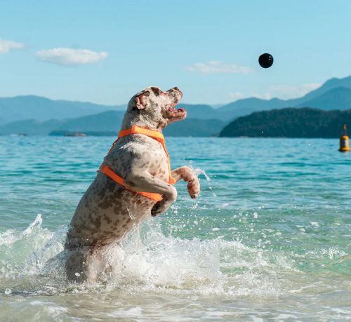 Cannon labda , Zee.Dog