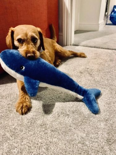 Jigglerz - KÉK BÁLNA , ZippyPaws