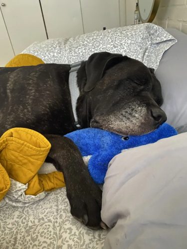 Jigglerz - KÉK BÁLNA , ZippyPaws