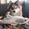 Jigglerz - BÁLNA , ZippyPaws