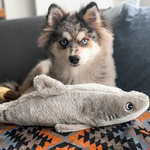 Jigglerz - BÁLNA , ZippyPaws