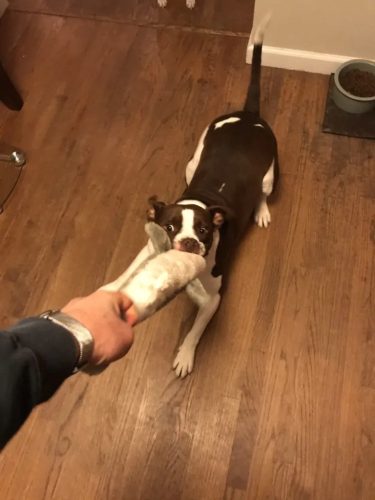 Jigglerz - BÁLNA , ZippyPaws