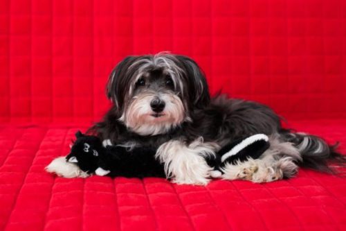 Jigglerz - BORZ , ZippyPaws