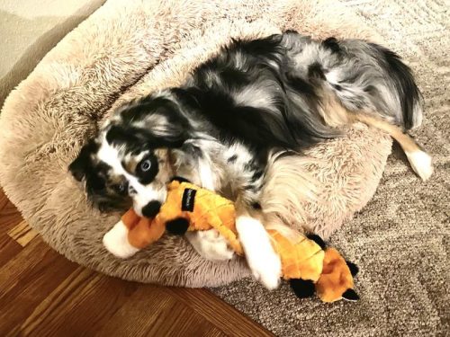 Jigglerz - RÓKA , ZippyPaws