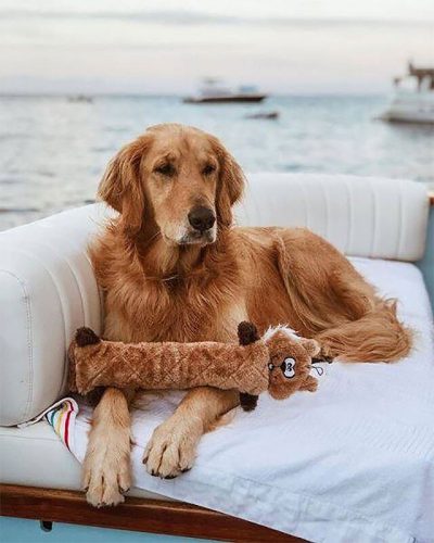 Jigglerz - MÓKUS , ZippyPaws