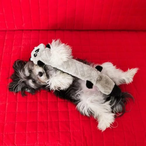 Jigglerz - MOSÓMACI , ZippyPaws